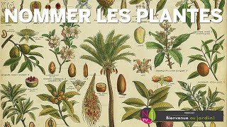 PETITE HISTOIRE DE LA DÉNOMINATION ET DE LA CLASSIFICATION DES PLANTES SYSTÉMATIQUE ET NOMENCLATURE [upl. by Berkin]