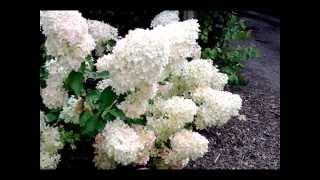 Hydrangea paniculata Phantom [upl. by Adnylam]