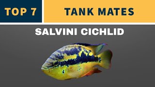 SALVINI CICHLID TANK MATES [upl. by Nudd]