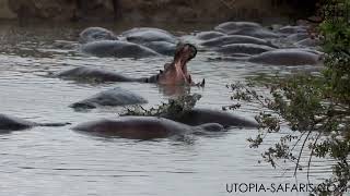 Hippopotamus Hacks God  The Muddy Proof You Wont Believe Funny Animal Story [upl. by Han862]