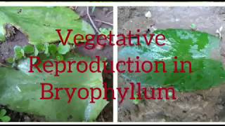 Vegetative Reproduction in Bryophyllum [upl. by Whiteley]