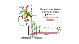 Ascending somatosensory pathways [upl. by Yrrak]