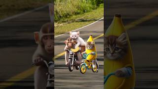 Cute cats and kittens steals my banana catvideos cutecats catlover trendingshorts [upl. by Angelo]