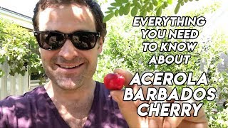 Ep185  Acerola  Barbados cherry tree  A Delicious Medicinal Fruit [upl. by Attela]