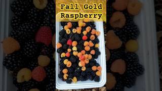 Fall Gold Raspberry amp Thornless Blackberry [upl. by Aisetra189]