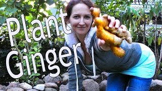 Ginger How to grow ginger rhizome cuttings in the ground or in containers [upl. by Francesco]