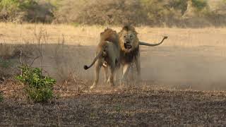 Male lions fighting over territory  Photowildsa [upl. by Anemolihp68]