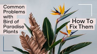 Bird of Paradise Plant Secrets Exposed to Save You Frustration [upl. by Rankin]