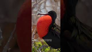 Ritual Unik Kawin Burung Frigate birds shortvideo shorts [upl. by Romanas378]