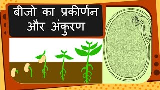 Science  Plant reproduction Seed and Germination  Hindi [upl. by Olshausen16]