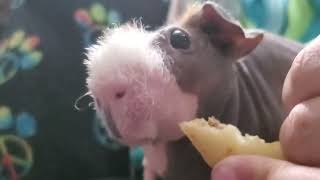 chomp guineapig cavy cavylover guineapigslove skinnypig rodent guineapiggies guineapiggy [upl. by Morita]