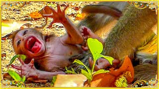 No Monkey Anna Blcking Milk Her Newly Baby Making Baby Crying Ludly Shking Body On Ground [upl. by Kaitlin644]