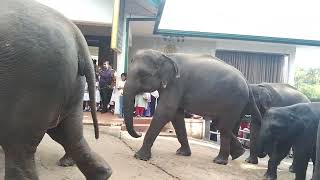 pinnawala elephant orphanage beautiful අලි 🐘 [upl. by Kachine]