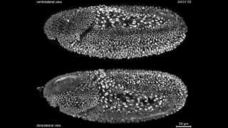 Fruitfly Drosophila complete embryonic development at high resolution [upl. by Peursem]