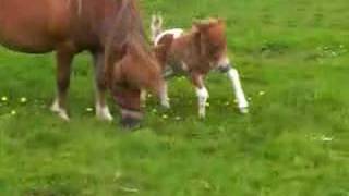 falabella filly 1 day old [upl. by Oakie747]