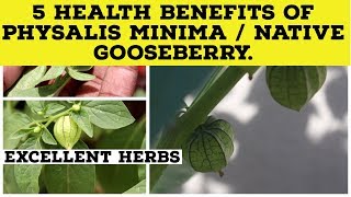 5 Health benefits of Physalis minima  Native gooseberry [upl. by Bigg]