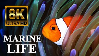 Secrets of Coral Reefs Marine Life 8K Ultra HD [upl. by Llertnov]