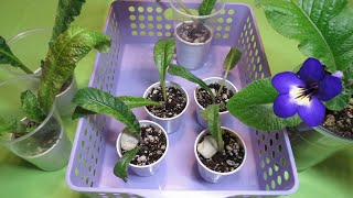 Streptocarpus Propagation  Dividing and Repotting an Outgrown Plant [upl. by Helban]