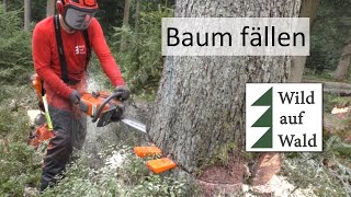 🌲Wie fällt man einen Baum Makita Schlagschrauber und SpindelFällkeil Forstreich wildaufwald [upl. by Cherri]