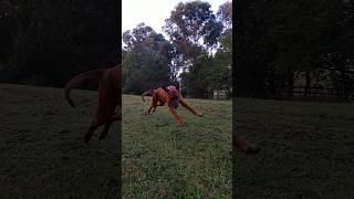 My Ridgeback Loki has 100 record of escape 😅 slow motion ridgeback dog australia [upl. by Ikkin997]