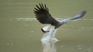 Greyheaded fish eagle [upl. by Eignav]