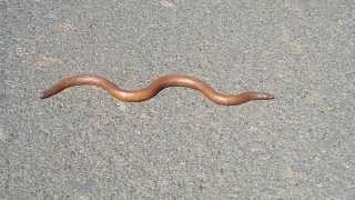 Indian Sand Boa Red Sand Boa [upl. by Osnofledi964]