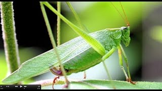 Understanding Insect Sounds Natures Orchestra [upl. by Knarf]