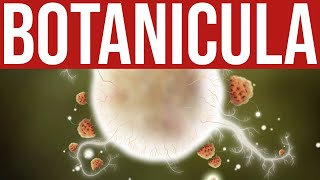 Botanicula  EP 4 Full Game  Botanicula Gameplay Walkthrough  Amanita Design [upl. by Nawek719]