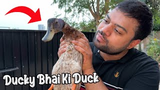 Ducky Bhai Ke Ghar Duck Aa Gayi 😍 [upl. by Harle]