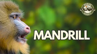 Mandrill🐒 The Worlds Largest Monkeys [upl. by Port918]