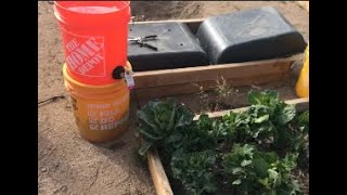 How to Make a Gravity Fed Slow drip irrigation system from a 5 gallon bucket Condensed Version [upl. by Afnin]