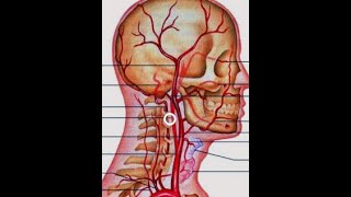 ANATOMIE FMPM SYSTÈME CAROTIDIEN [upl. by Nahsor]