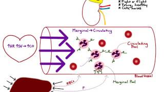 Excitement Neutrophilia [upl. by Anyahs]