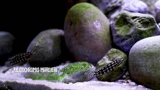 Julidochromis marlieri Magara  Tanganyika cichlid [upl. by Monia]