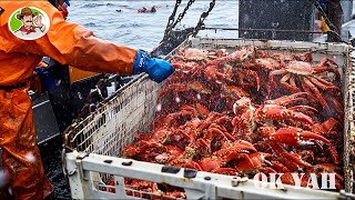 Amazing Alaska fishermen earn 43 Million catch how King Crab fishing really works [upl. by Silvers]