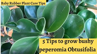 How to grow a bushy Peperomia Obtusifolia plant [upl. by Haorbed889]