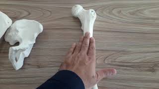 Side Determination of Femur Bone UrduHindi [upl. by Niriam]