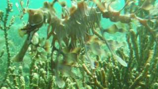 Crazy Camouflage Leafy Sea Dragons [upl. by Petie973]