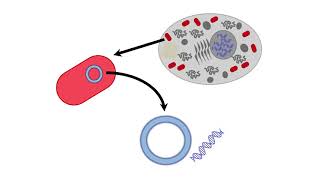 Mitochondrial Inheritance [upl. by Amlev963]