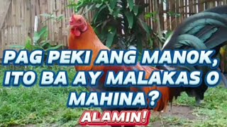 PAG PEKI ANG MANOK ITO BA AY MALAKAS O MAHINA backyardbreeder happiness farming [upl. by Ybrek]