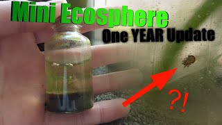 Mini Ecosphere  1 Year update  Successful ecosphere with mystery mites [upl. by Kragh]