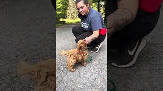 Dylan  mini labradoodle puppy in training [upl. by Dace221]