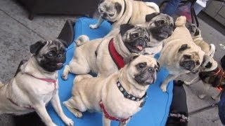 36 Pugs [upl. by Burt53]