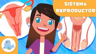 SISTEMA REPRODUCTOR FEMENINO y MASCULINO 👧👦 Ciencias para niños [upl. by Arihsay]