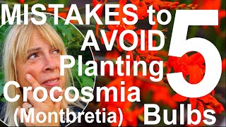 Five Mistakes to Avoid Planting and Growing Crocosmia Bulbs  Montbretia [upl. by Assenal]