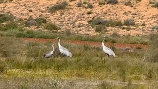 Safari To Birdsville Races 2024 Eyre CreekBirdsville…Queensland [upl. by Ecirtra]