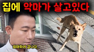 부모님의 살점을 물어뜯어서 병원 치료까지 받게 만든 “촉법왕” 진도믹스  강아지 문제 행동교정  댕쪽이상담소 [upl. by Akcirehs148]