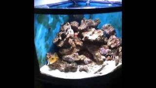 How to Introduce Zoanthids to a reef tank [upl. by Gnaht]