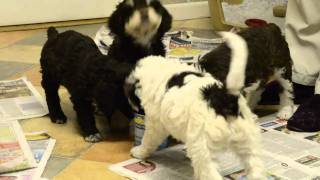 Spanish Water Dog Puppies  6 weeks old [upl. by Cilurzo]