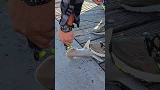 Bonnethead Baby Shark On A Hook amp Released At Fishing Pier [upl. by Winthrop]